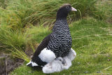 Kelp Goose 
